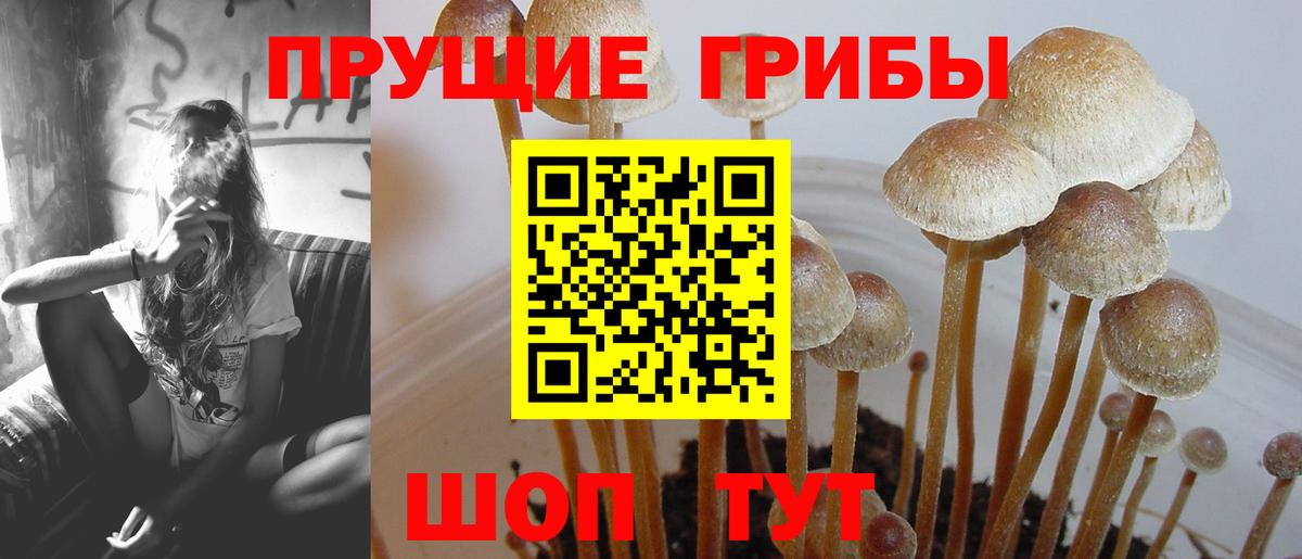 наркошоп  Галлюциногенные грибы Cubensis  Качканар  Вход с VPN  Псилоцибиновые грибы ЛСД 